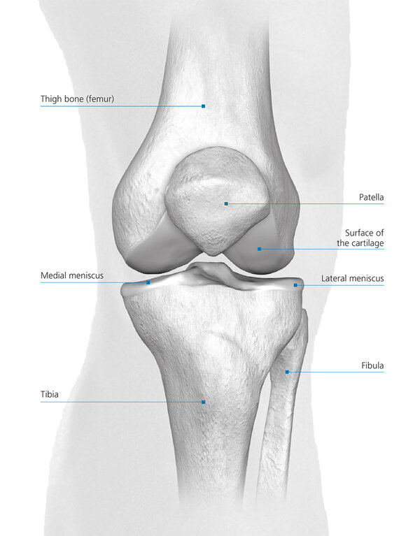 Structure of the knee joint