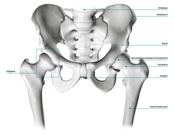 Structure of the hip joint
