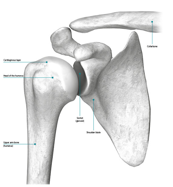 Construction of the shoulder joint