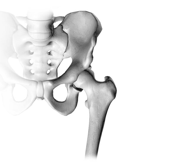 Structure of the hip joint